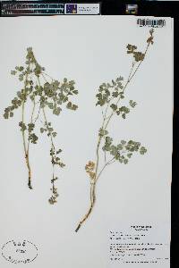 Thalictrum fendleri image