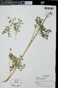 Thalictrum fendleri image