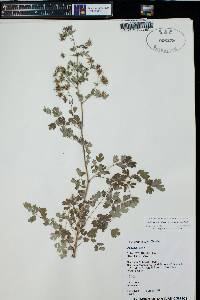 Thalictrum fendleri image