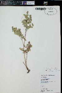 Thalictrum sparsiflorum image