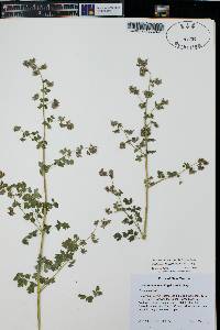 Thalictrum fendleri image