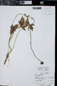 Caltha leptosepala image