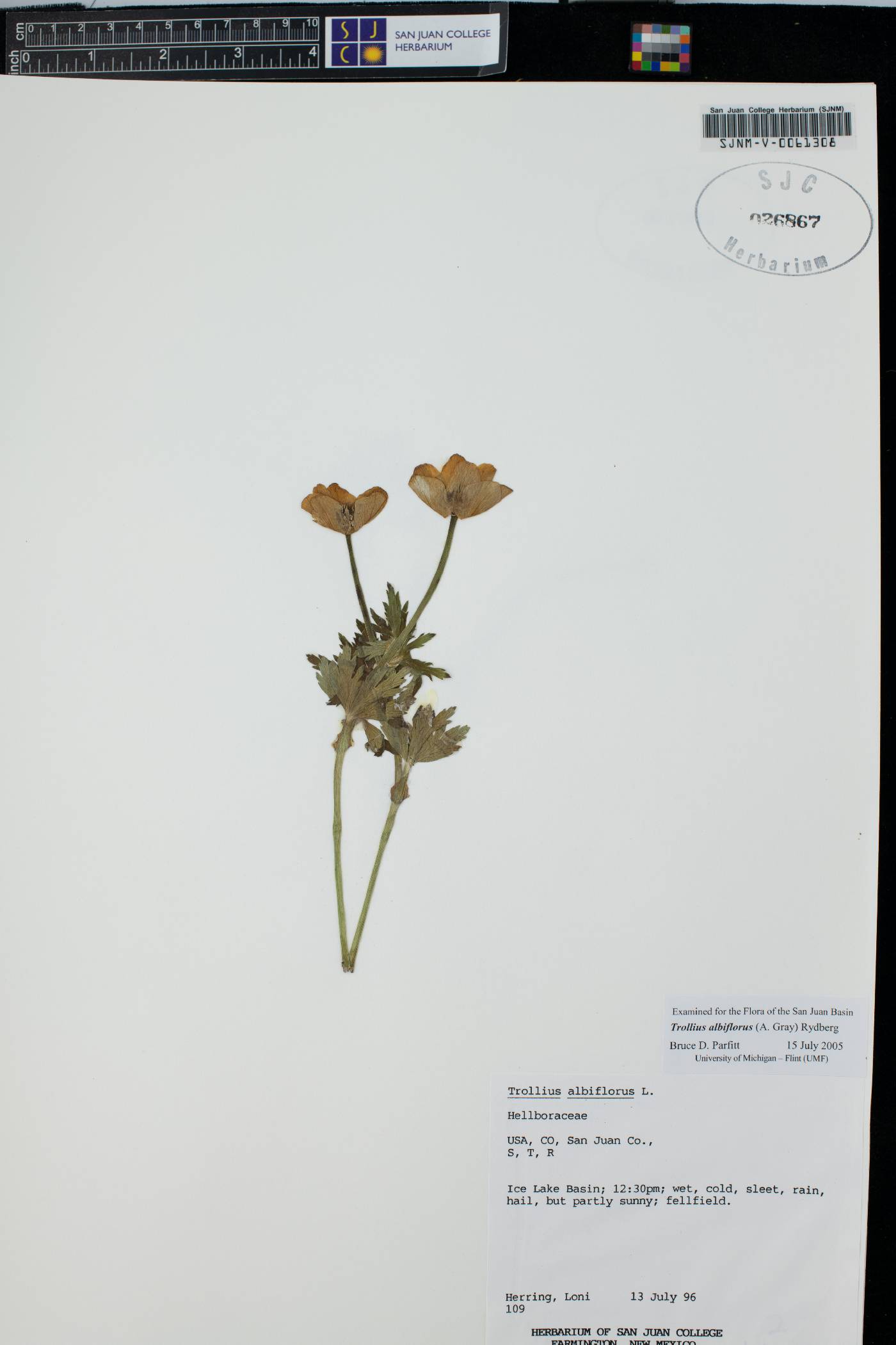 Trollius laxus var. albiflorus image