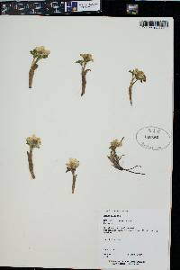 Trollius laxus var. albiflorus image