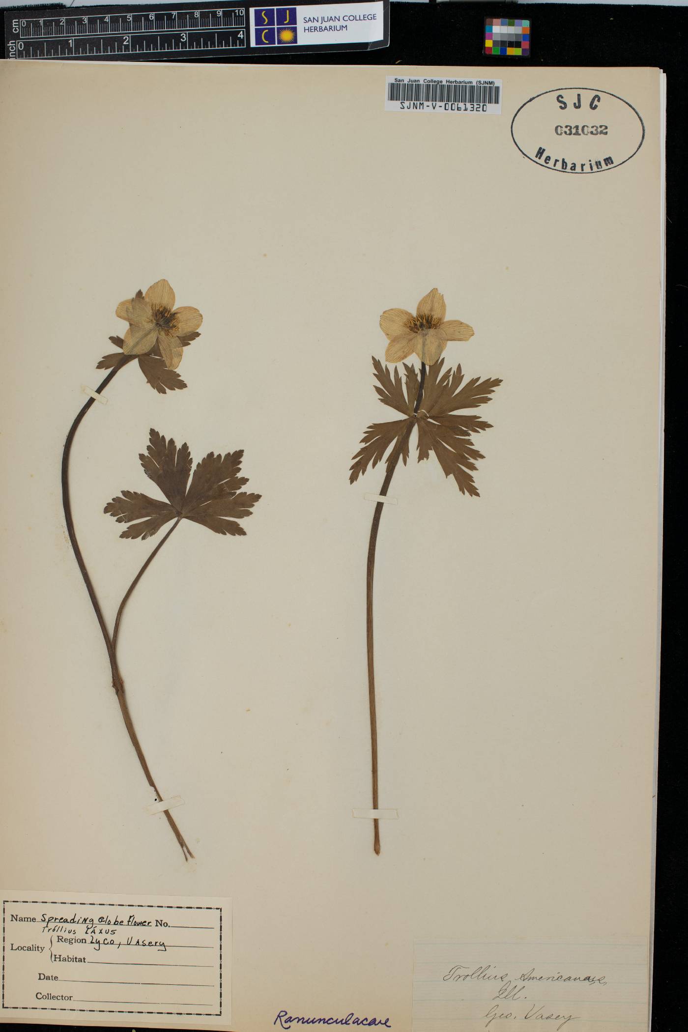 Trollius laxus var. albiflorus image