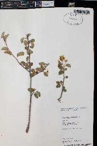 Amelanchier utahensis image