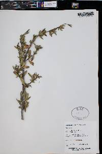 Cercocarpus ledifolius image