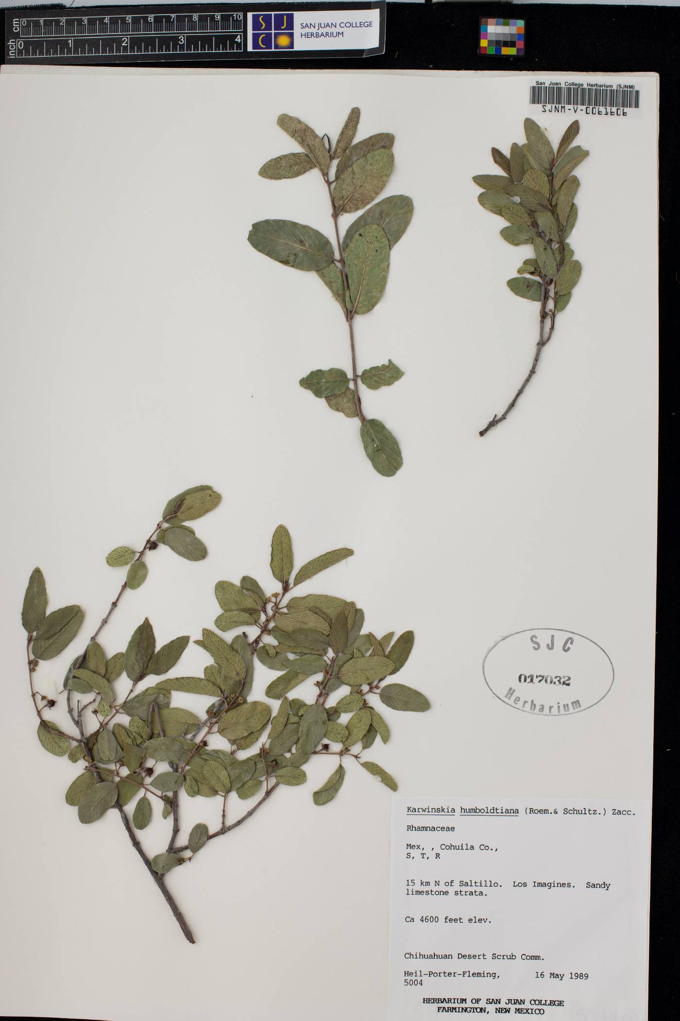 Rhamnus humboldtiana image