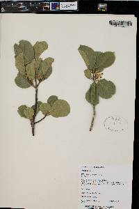 Rhamnus alnifolia image