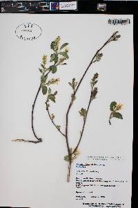 Amelanchier alnifolia image