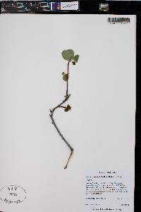 Amelanchier alnifolia image