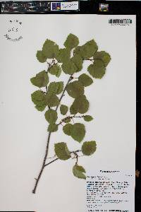 Crataegus rivularis image