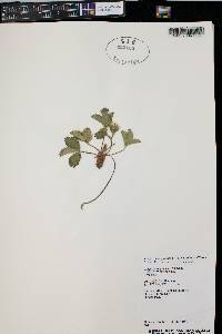 Fragaria virginiana subsp. glauca image