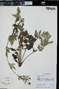 Geum aleppicum image