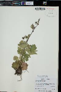 Geum macrophyllum image