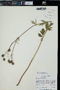 Geum macrophyllum image