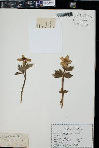 Trollius laxus var. albiflorus image