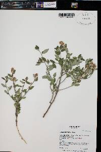 Ceanothus fendleri image