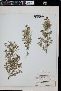 Ceanothus fendleri image