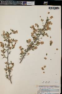 Ceanothus fendleri image