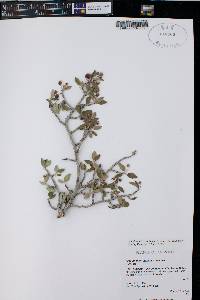 Amelanchier utahensis image