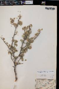 Amelanchier utahensis image