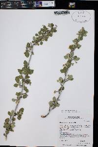 Cercocarpus montanus image