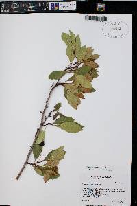 Crataegus rivularis image