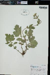 Geum macrophyllum image