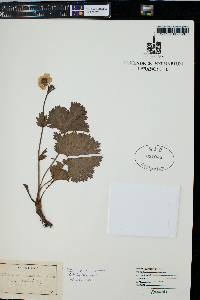 Geum peckii image