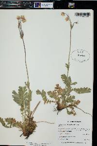 Geum triflorum image