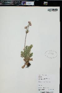 Geum triflorum image