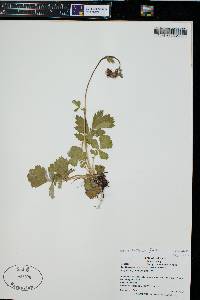 Geum triflorum image