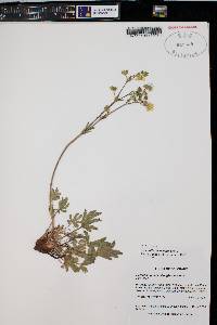 Potentilla gracilis image