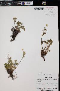 Potentilla gracilis image