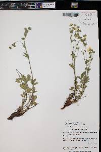 Potentilla gracilis image