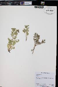 Potentilla supina subsp. paradoxa image