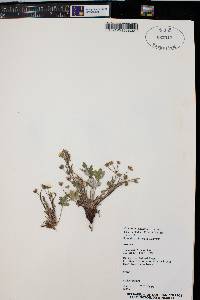 Potentilla rubricaulis image