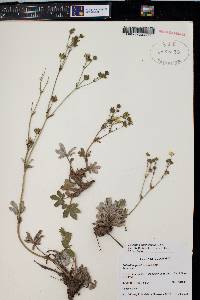 Potentilla pulcherrima image