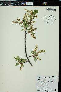 Prunus serotina var. virens image