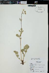 Geum macrophyllum image