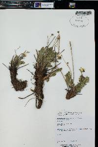 Geum rossii image