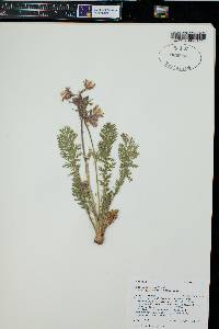 Geum triflorum image