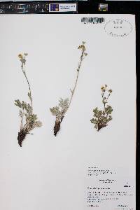 Potentilla hippiana image