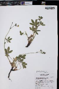 Potentilla gracilis image