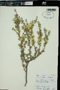 Purshia mexicana image