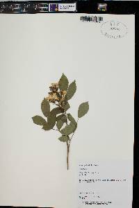 Rosa palustris image