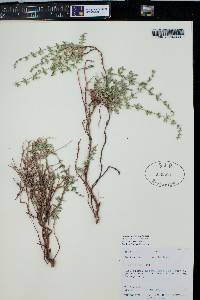 Galium multiflorum image