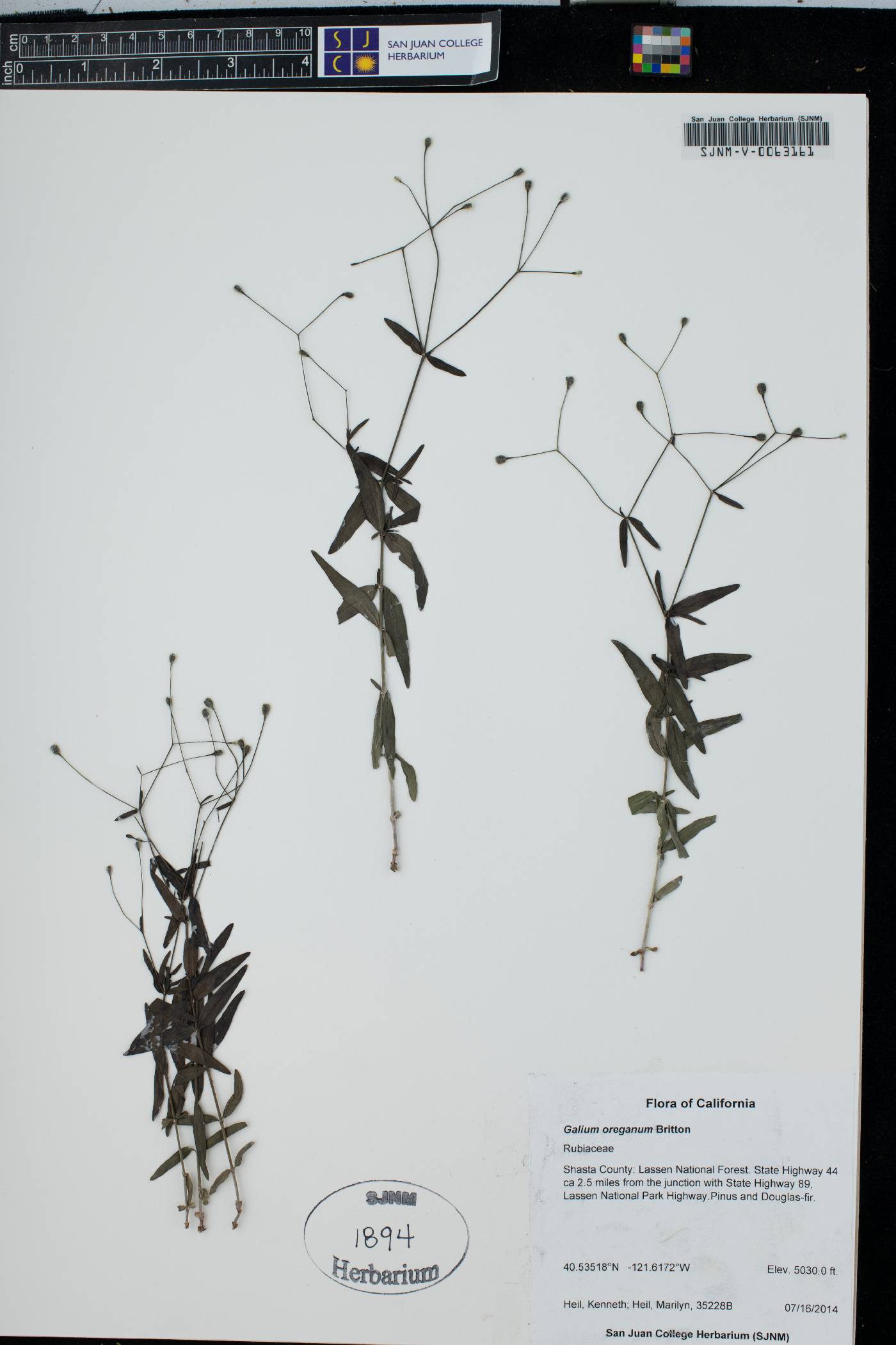 Galium oreganum image