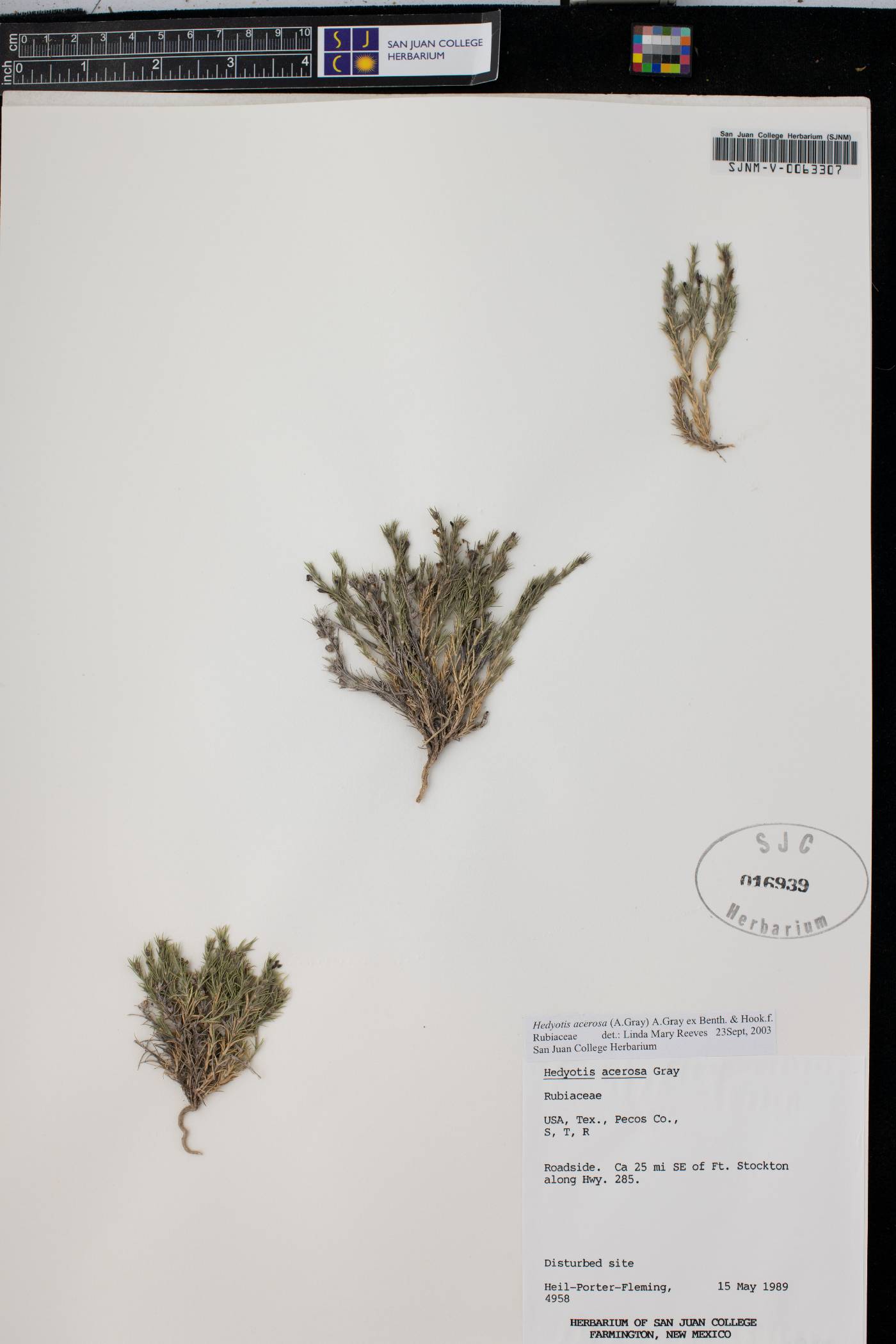Houstonia acerosa subsp. polypremoides image